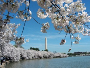 blog.mcclureblock_cherryblossomsdc-300x225 Cherry Wood, Cherry Trees and a Founding Father