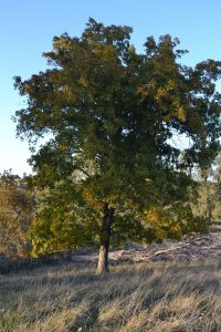 blog.mcclureblock_dsc_0045-200x300 Know Your Hardwood Trees